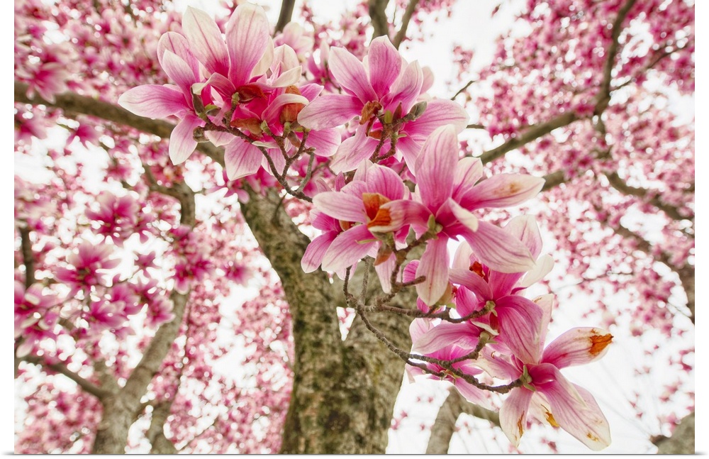 Pink Magnolia Tree Bloom.