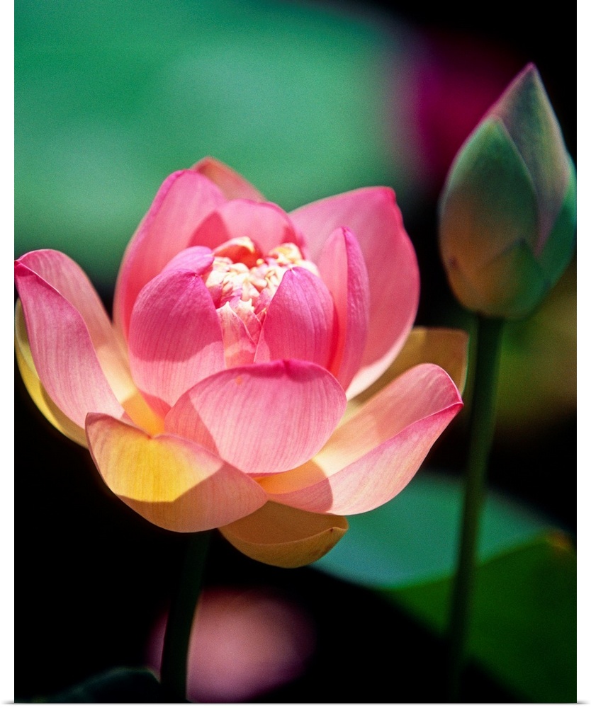 Large, vertical close up photograph of a pink lotus flower in the sunlight, in bloom, another bud that has not started to ...