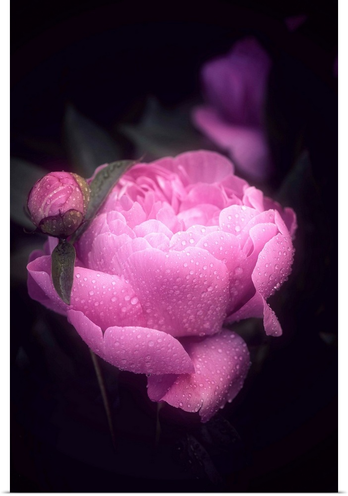 Dreamlike photograph of a bright pink peony covered in water droplets with a dark background.