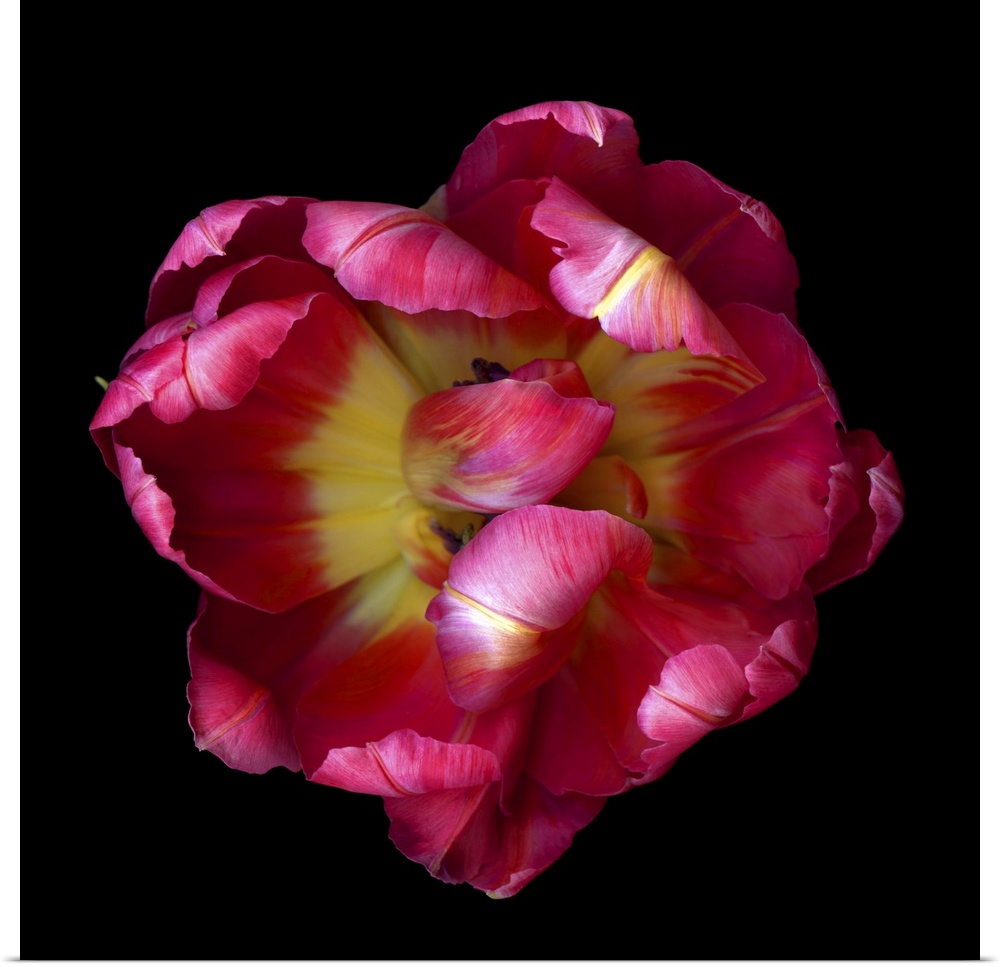 Top View Of An Open Pink And Red Exotic Parrot Tulip