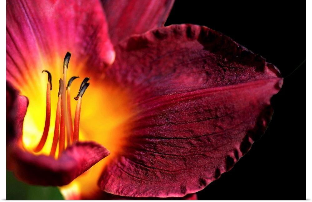 Macro shot of the center of a tropical flower showing dark anthers at the tips of the stamens, which appear to glow in the...