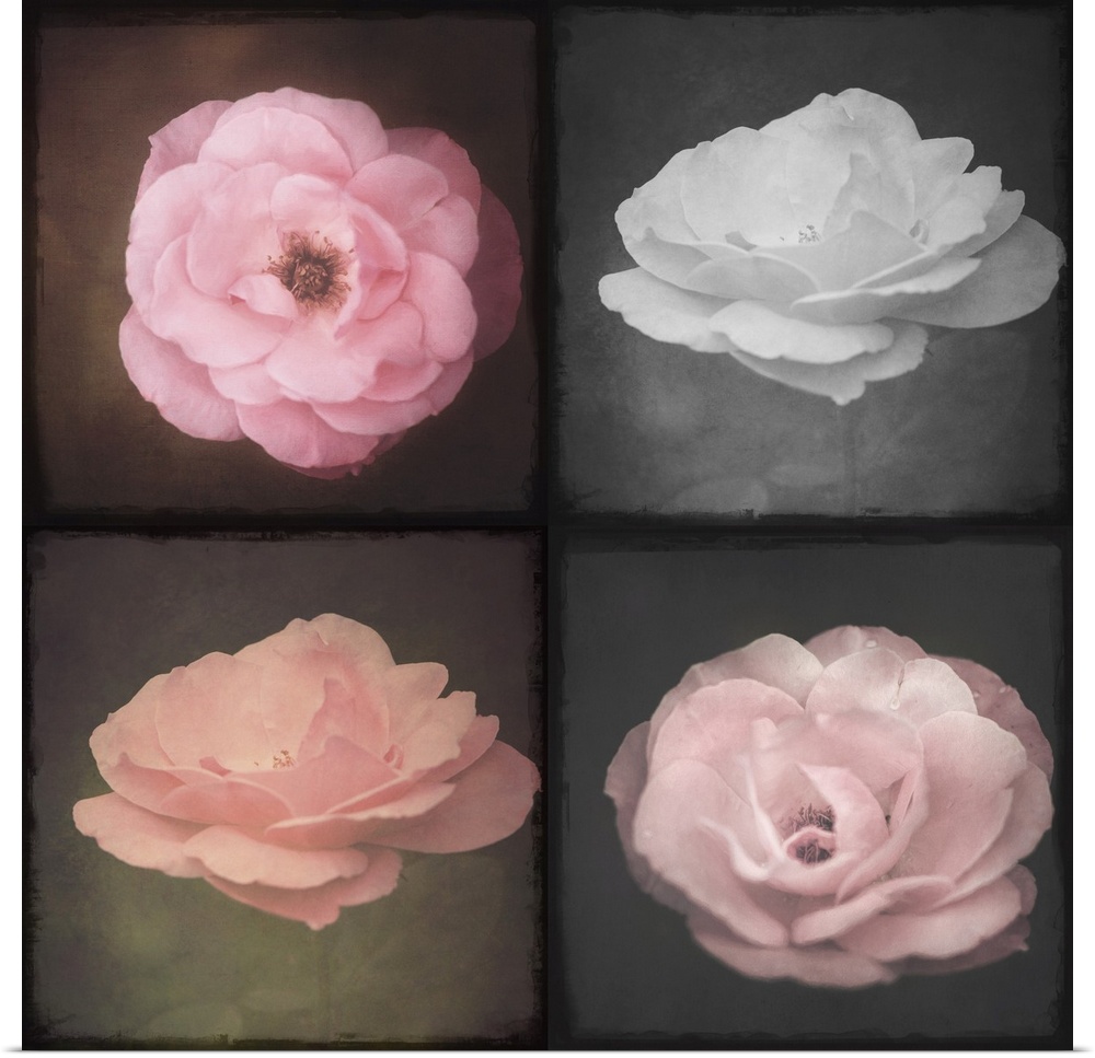 Photo Montage of four roses close up