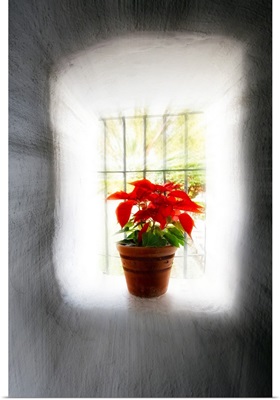 Poinsettia in Window light