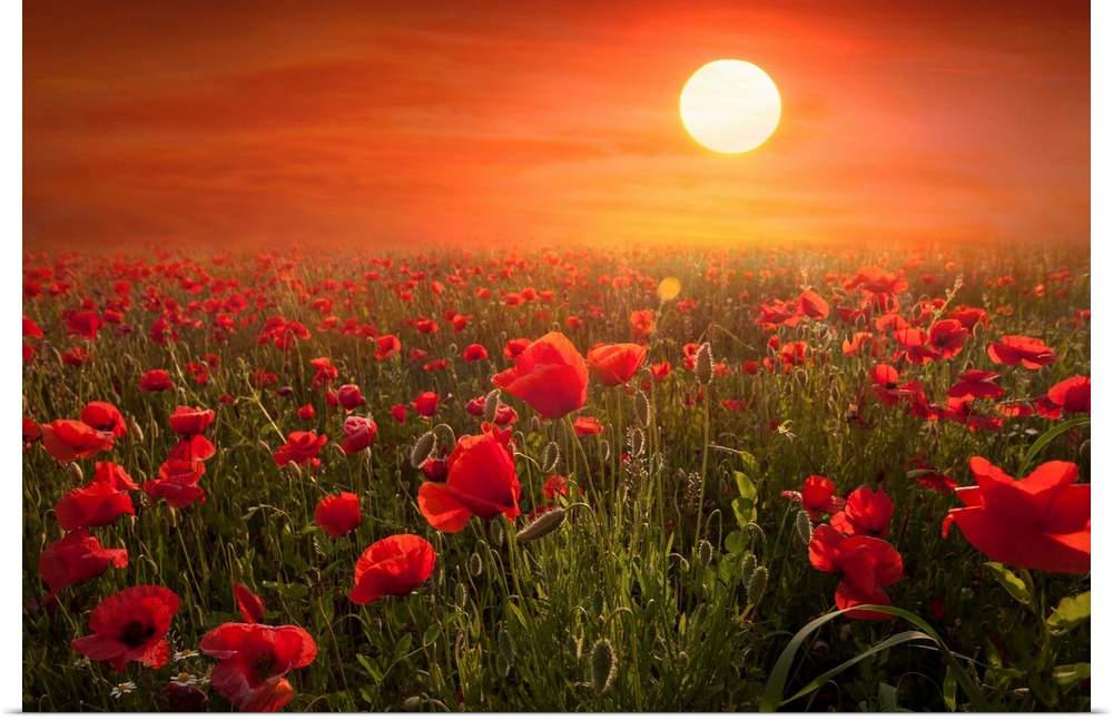Fine art photograph of a field of red poppies under the setting sun.