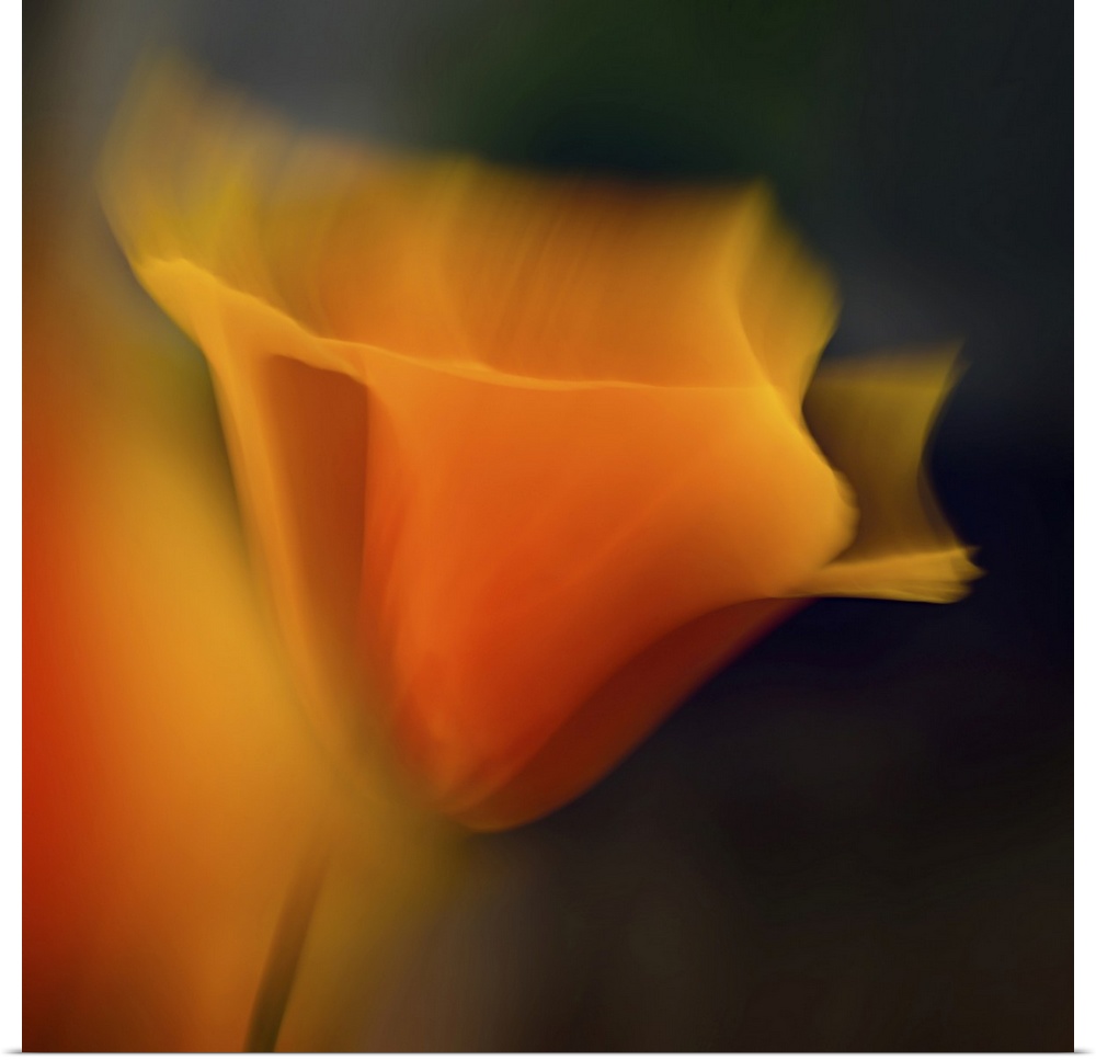 Closeup of a California poppy.