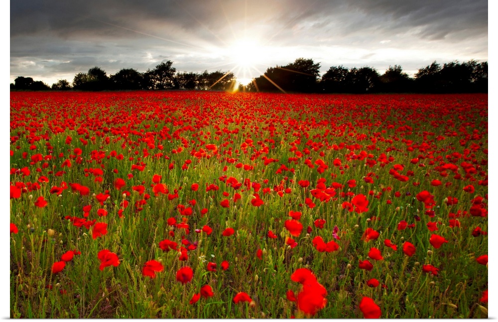 Sun shining over a field of brilliant red poppies with a row of dark trees in the background, grey clouds retreating overh...