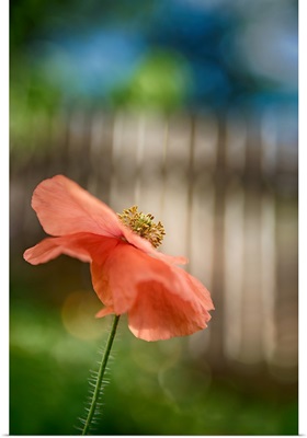 Poppy By The Fence