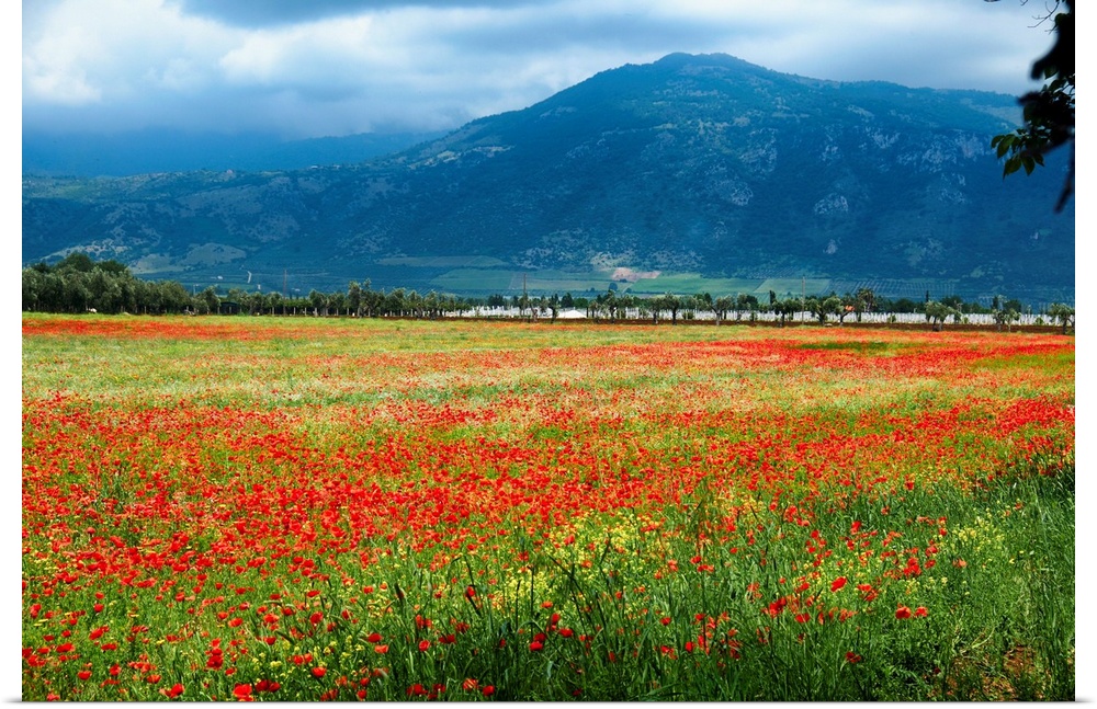 Poppy filled meadow, Latina, Italy.