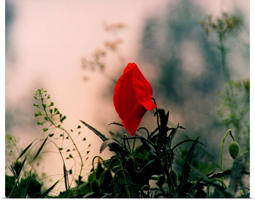 A poppy on the battlefields of the First World War.