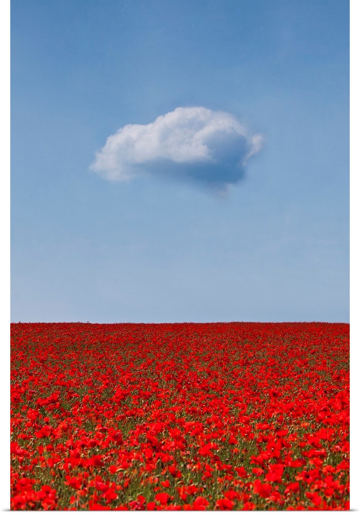 A lone white fluffy cloud above a sea of deep crimson red poppies in a field beneath a blue sky.