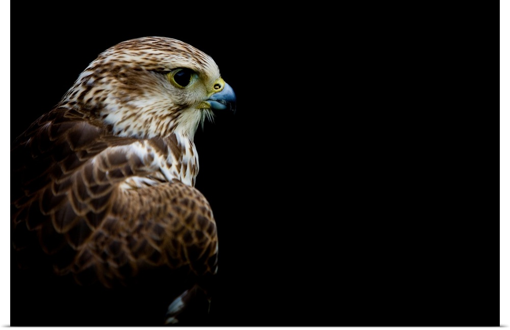 A close up headshot of a Hawk on a black background.