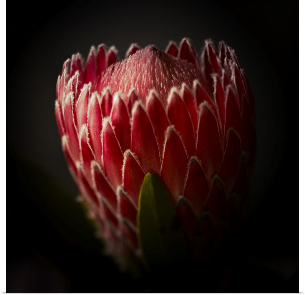 Close Up View of a Protea Flower.
