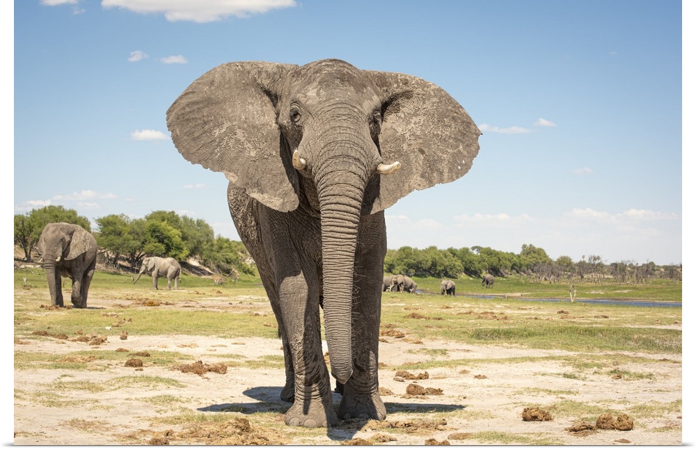 Elephant bull stands tall in Botswana.