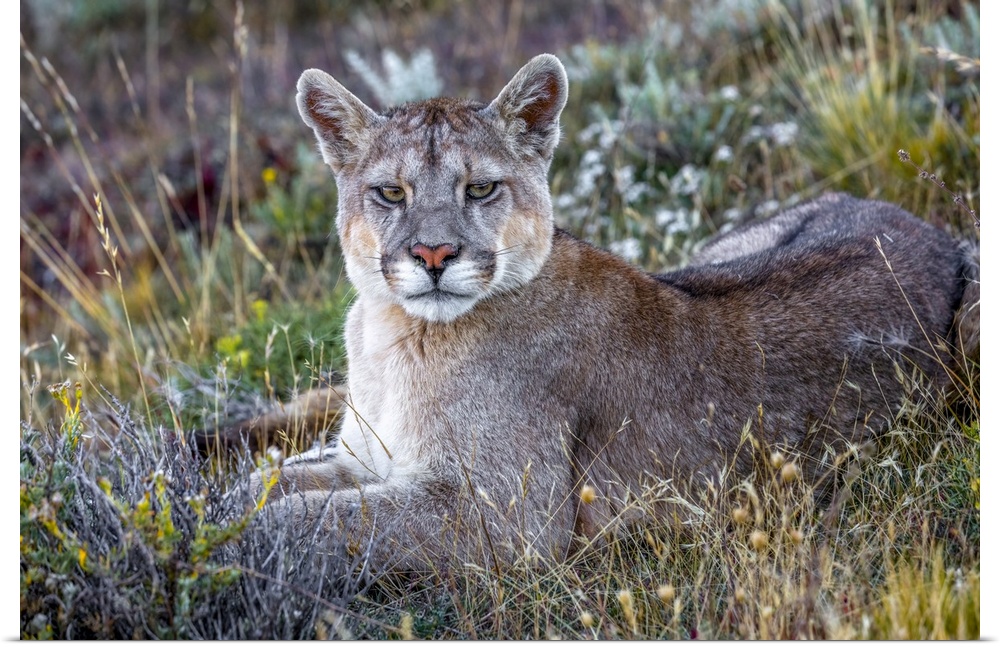 Puma or South American cougar (Puma concolor concolor), Patagonia, Chile