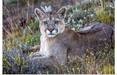 Puma Rests In Dry Grasses, Chile