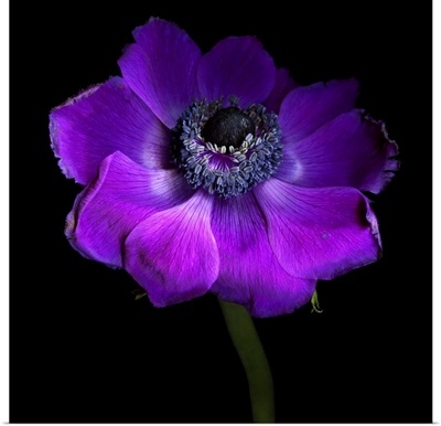 Purple Anemones Heart