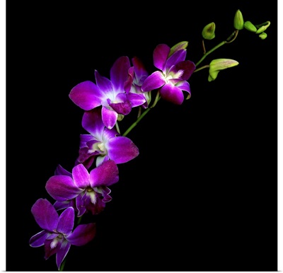 Purple Dendrobium Orchids
