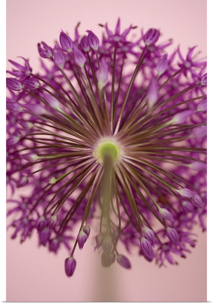 A contemporary soft focus of a magenta pink alium flower head against a soft pink background.