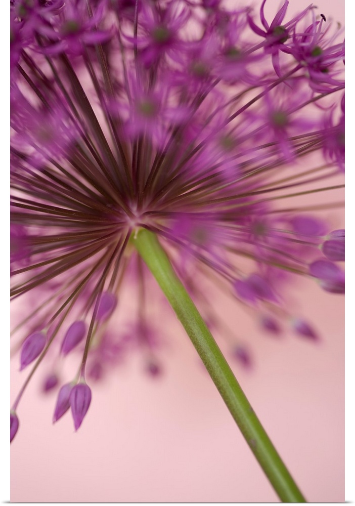 A contemporary soft focus of a magenta pink alium flower head against a soft pink background.