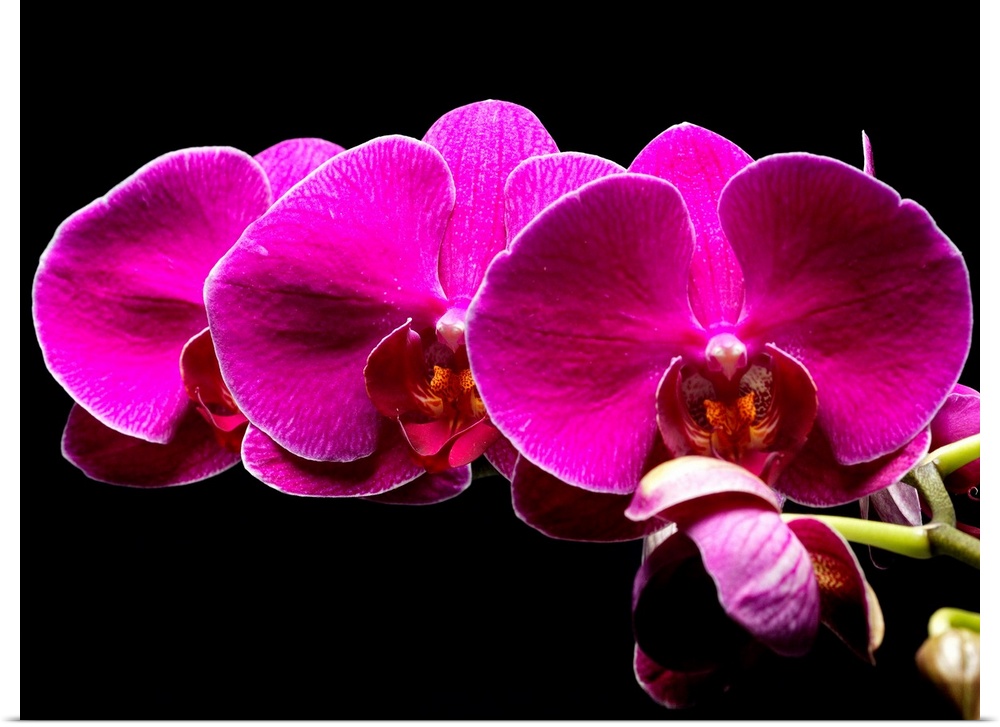Large photograph focuses on a close-up section of a flower sitting against a bare backdrop.