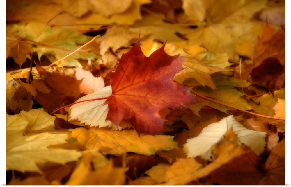 Soft focus in a close up of leaf contrasting with the other leaves it has fallen on top of in this horizontal, nature phot...