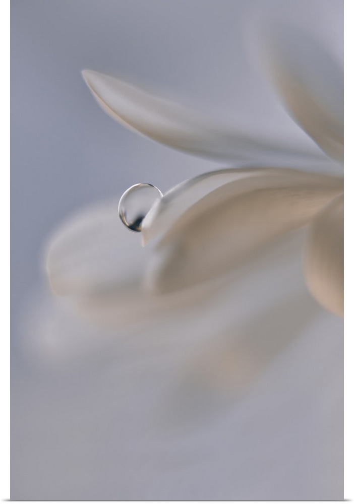 Soft image of petals with a drop of water.
