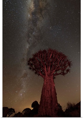 Quiver Tree, Namibia II