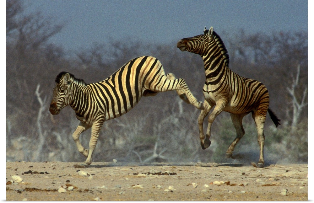 Burchell's Zebra, Equus burchellii, Etosha National Park, Namibia