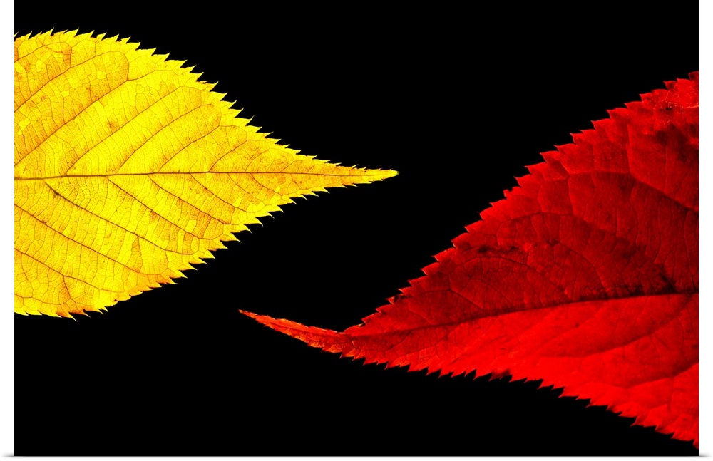 Up-close photograph of two leaves contrasting in color.