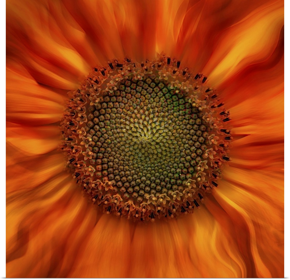 Square photograph of a close-up center of an orange and yellow flower with dreamy, wavy petals that melt together.