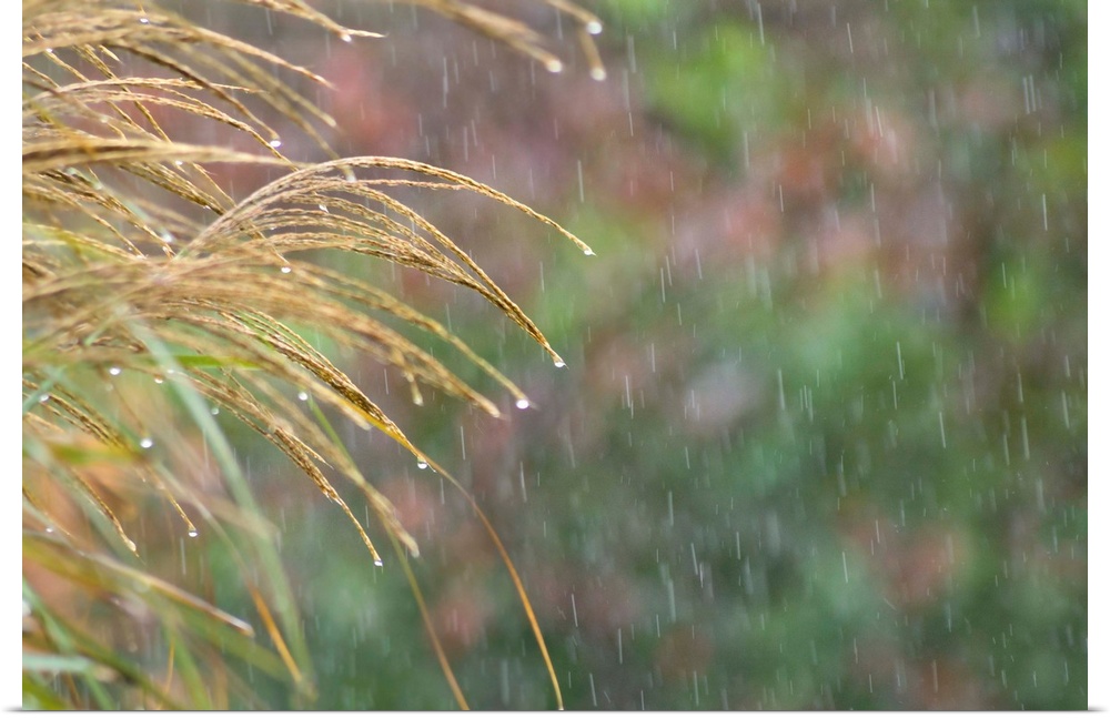 Fine art photo of rain drops hanging on to the ends of blades of grass.