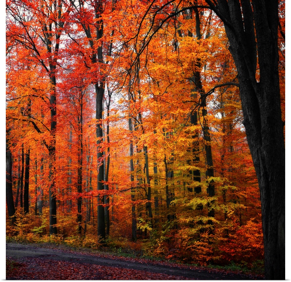 Large photograph focuses on a dense forest filled with vibrantly colored trees during Fall.  Located at the bottom of the ...