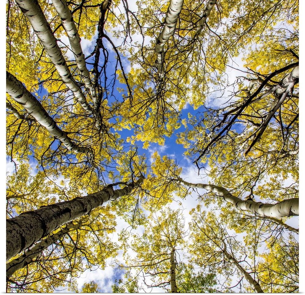 Looking up to the sky through fall trees.