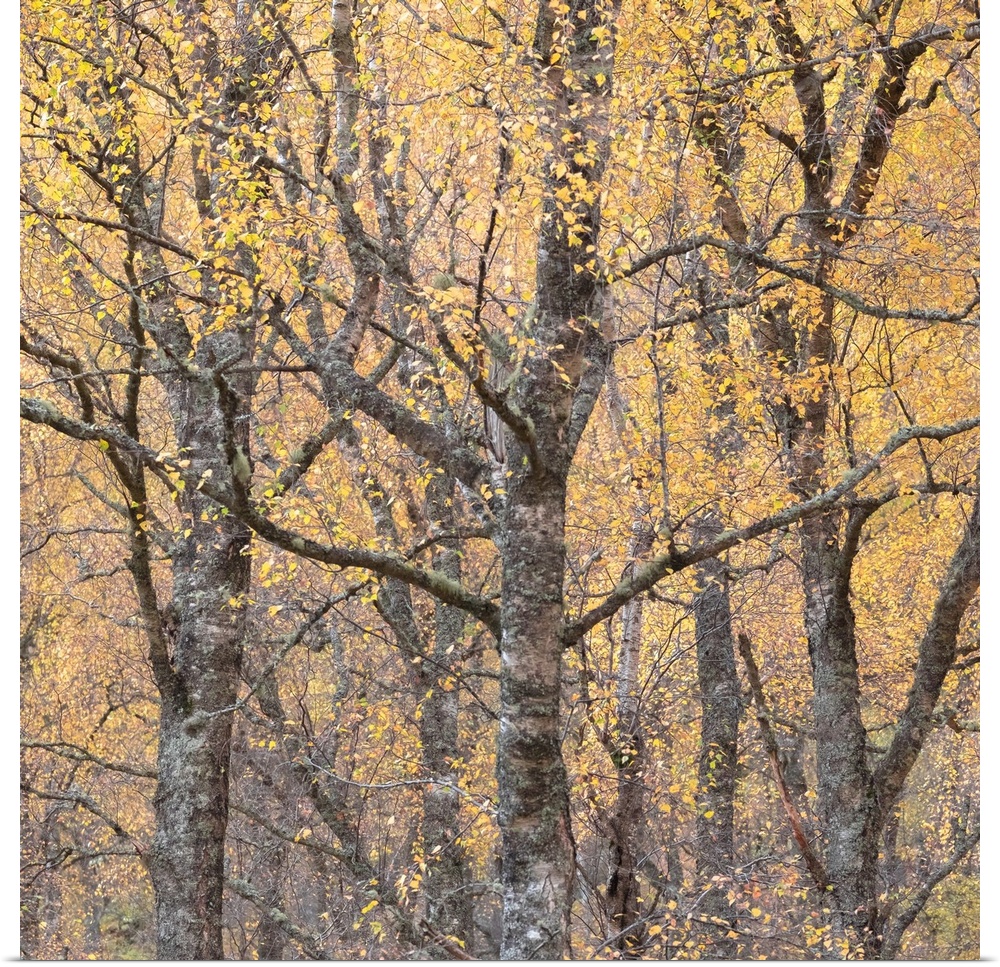 An autumn fall tree with sparkling golden yellow leaves ina a woodland.