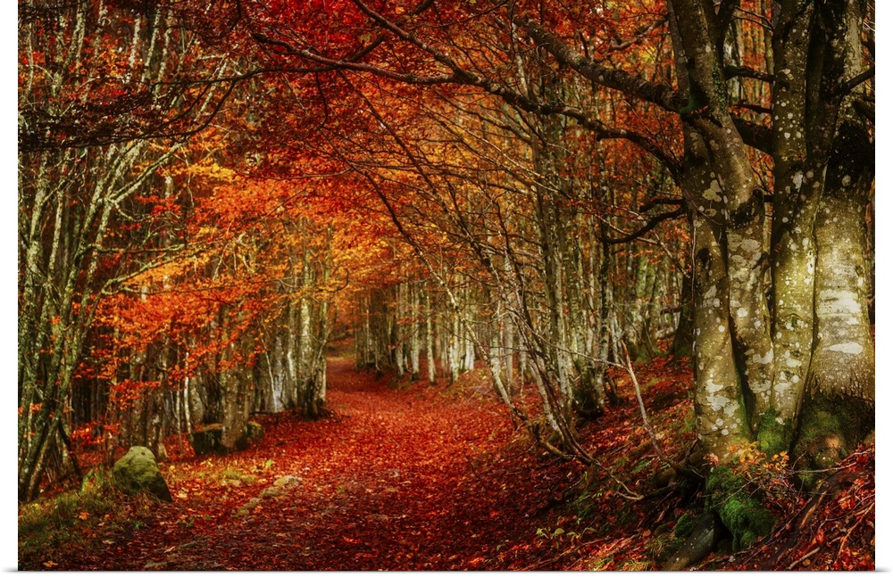 Forest with red and orange fall leaves in the branches and covering the floor, appearing to glow.