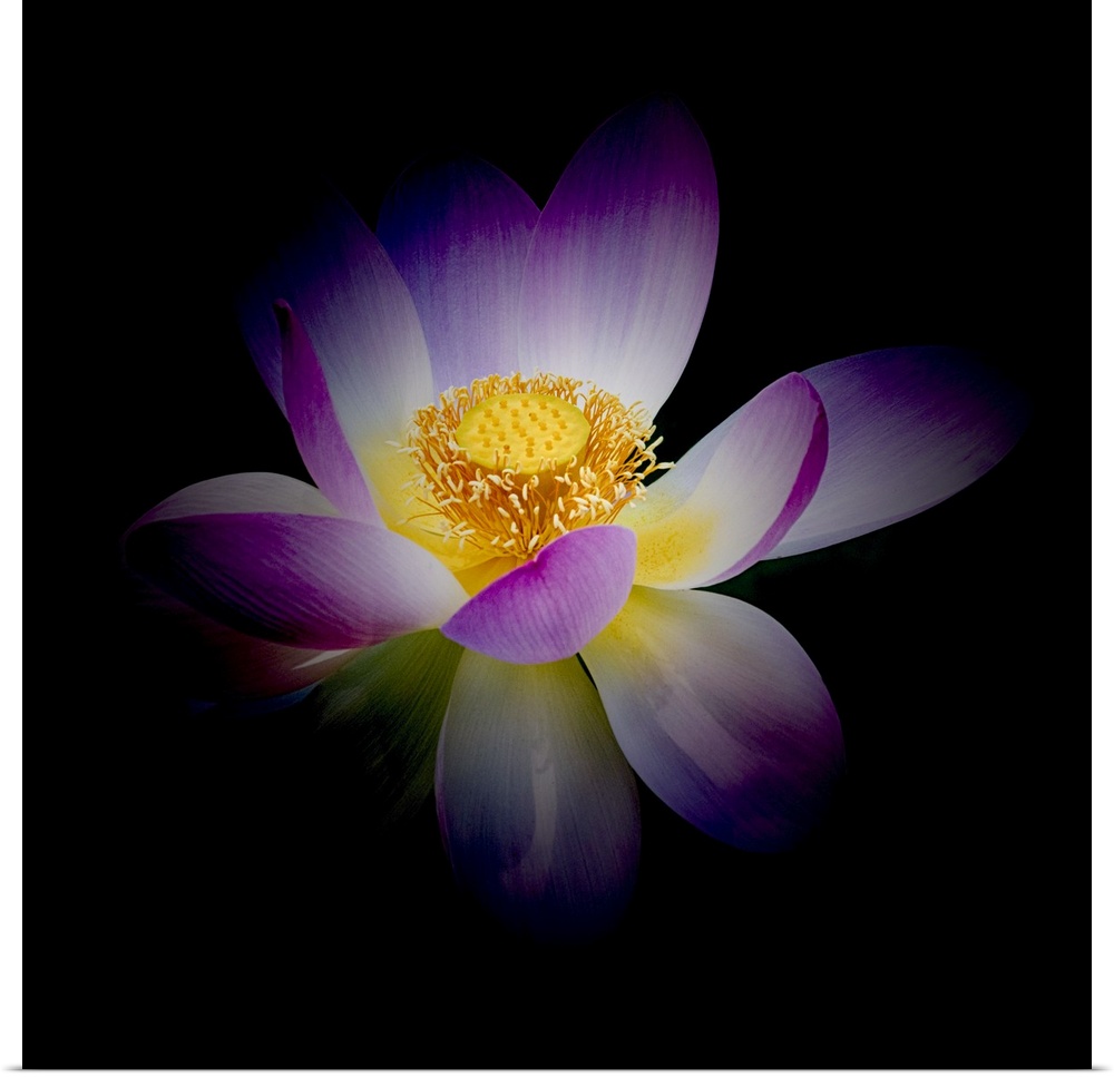 A photograph of a purple and white lotus against a black background.
