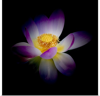 Rebirth of a Luminous Lotus