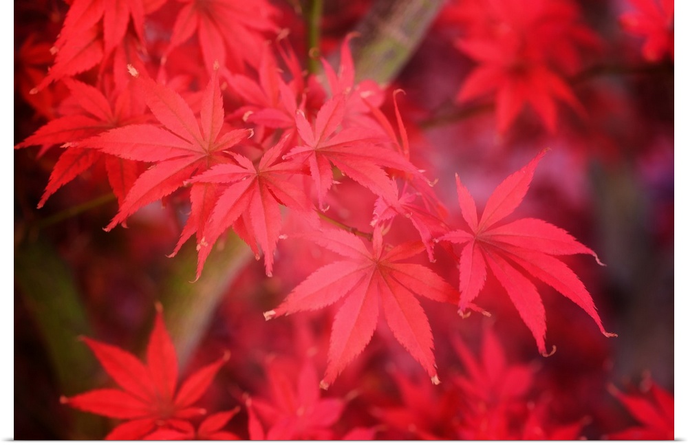 Close up of bright red fall maple leaves.