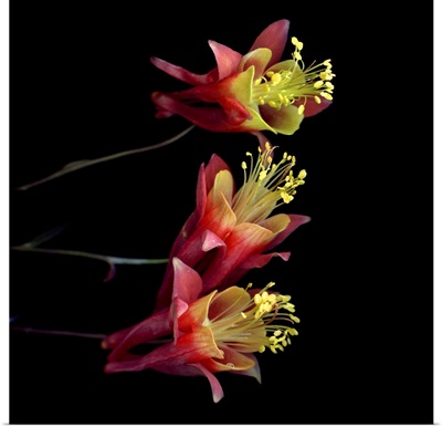 Red And Yellow Aquilegia