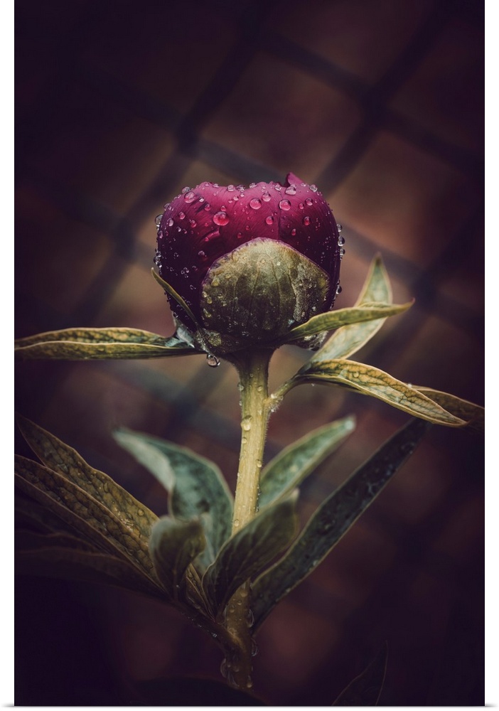 Peony in the dew