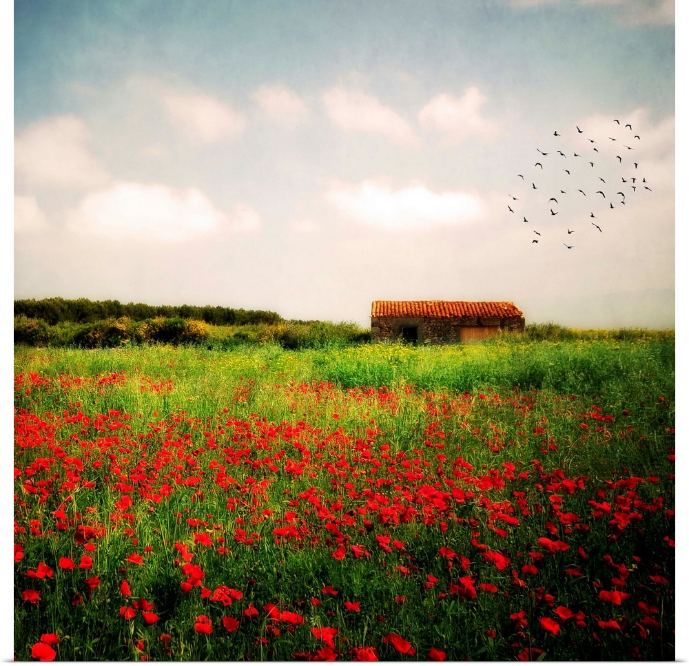 Square, big fine art photograph of a vast field of tall grasses and wildflowers, a flock of birds flying in the distance o...