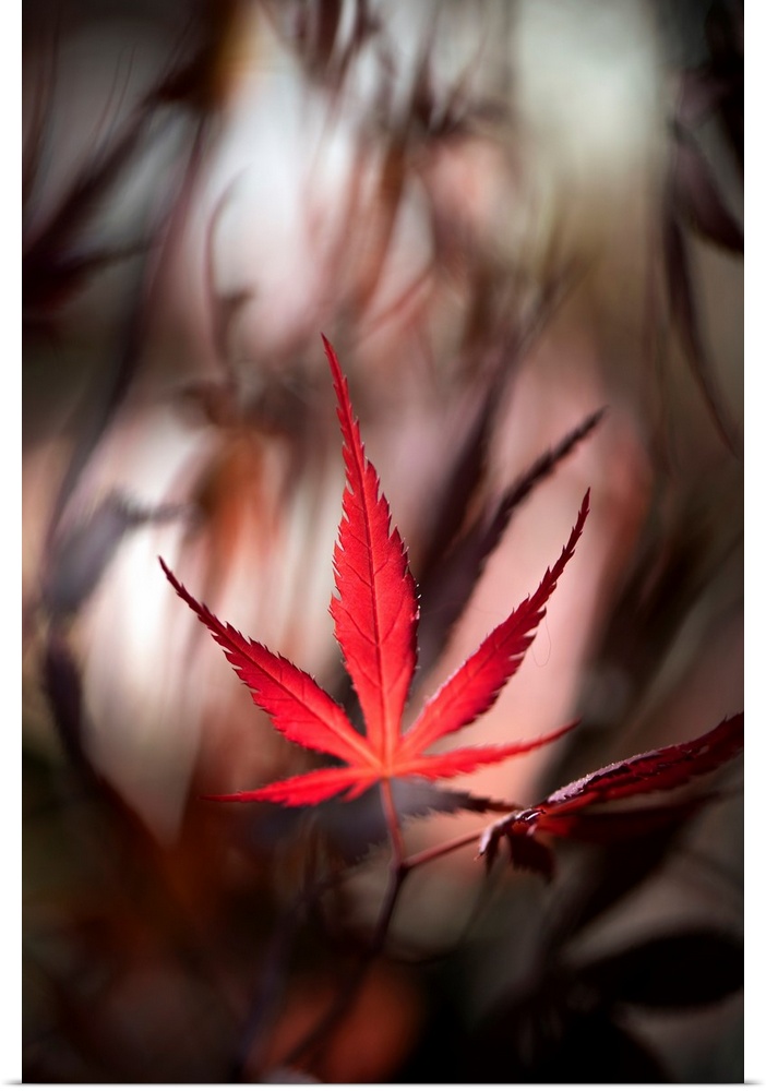 Close up of red maple leaves with a bokeh effect