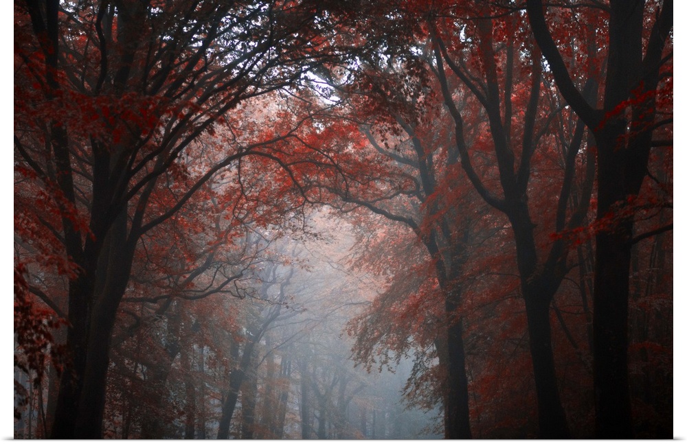 Forest mood with red trees in the fog crossing by a central path, Broceliande forest in Brittany, France.