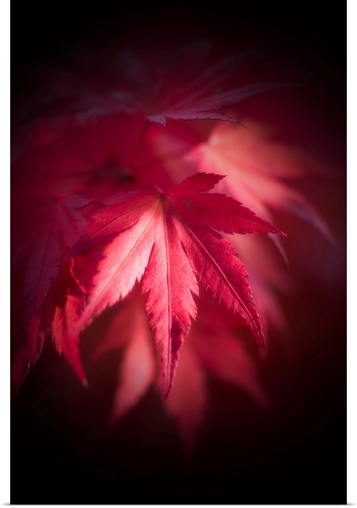 Red leaf of japanese maple