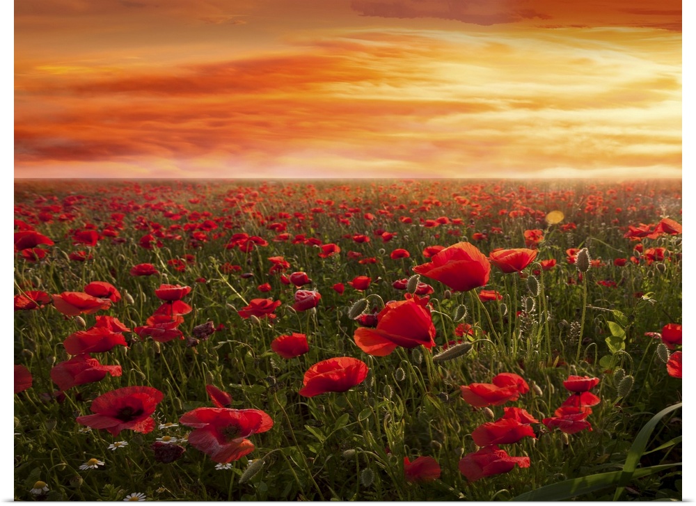 During the spring in Tuscany it is easy to find huge fields of poppies. What makes the photo unique is the beautiful sunse...