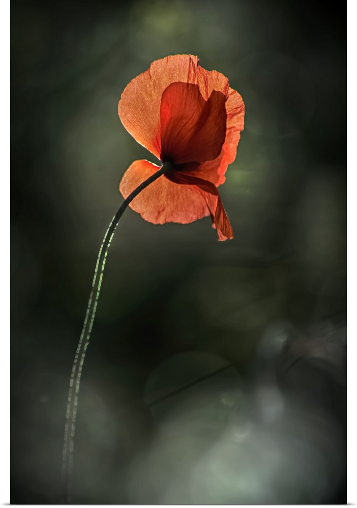 Fine art photo of a single red poppy rising up against a bokeh background.