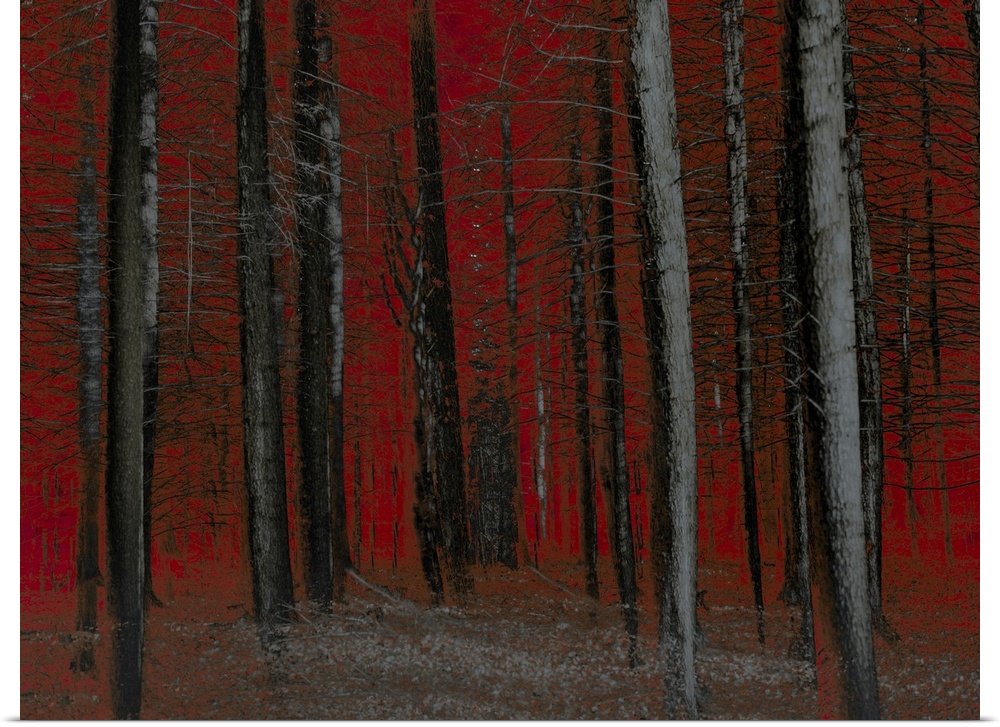 Fine art photograph of bare trees in Winter woods with a bold red sky and background.