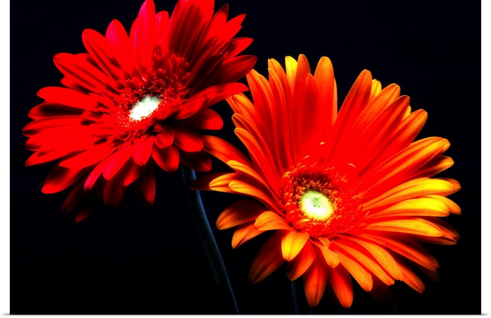 This horizontal photograph shows two gerbera daisies under a spotlight against a dark backdrop.