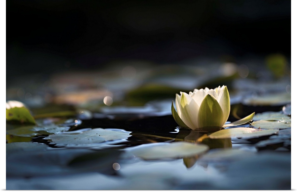 Fine art photo of a water lily floating in a pond among lily pads.