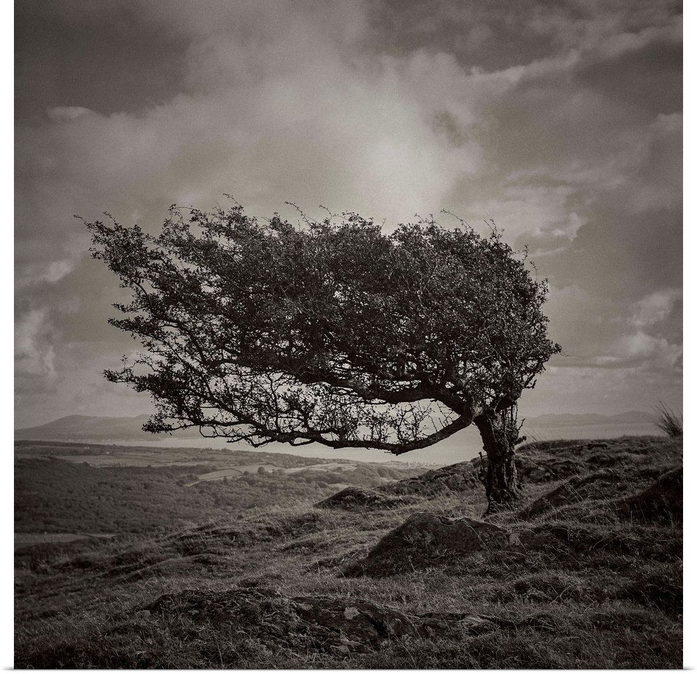A black and white photograph of a tree standing lone in an ethereal landscape.